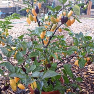 PC005 plant with fruit