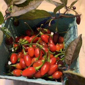 PC023 Harvested Fruit
