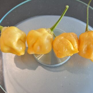 Sugar Rush Peach x Yellow Brazilian Starfish F3 - PC001