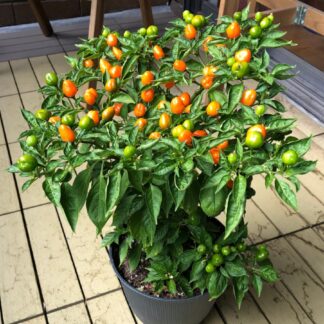 Habanada x Charapita F3 - PC010