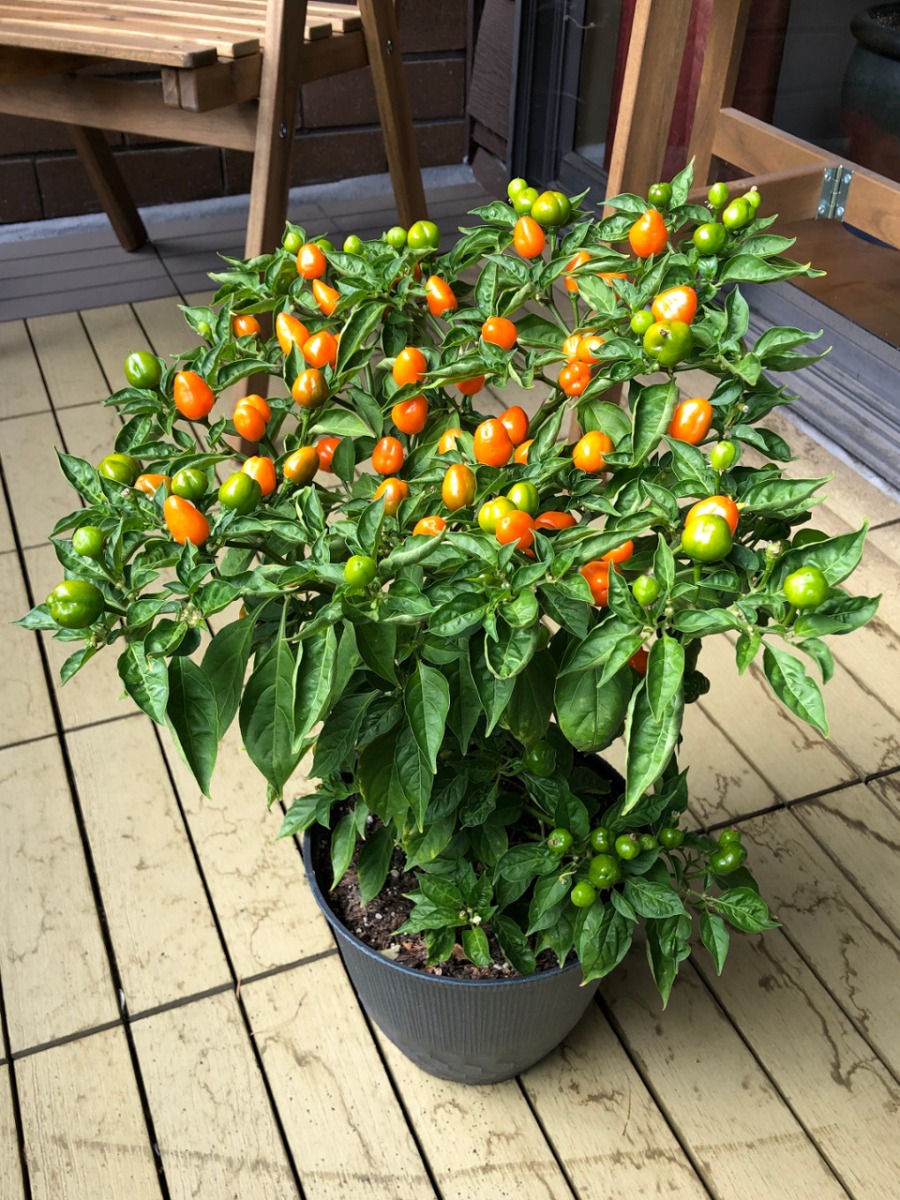 Habanada x Charapita F3 - PC010 - Open Pepper Breeding