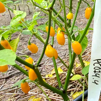 PE001/PE002 Fruit and Architecture