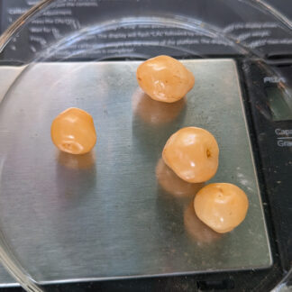 Close photo of the fruit of PE004 at maturity.