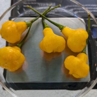 Close photo of the fruit of PE005 at maturity.