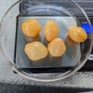 Close photo of the fruit of PE006 at maturity.