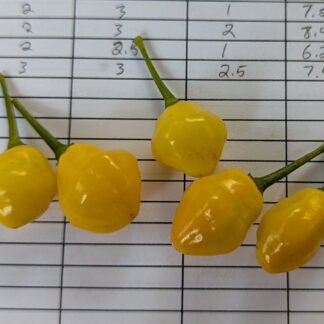 Close photo of the fruit of PE007 at maturity.
