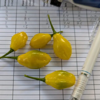 Close photo of the fruit of PE009 at maturity.