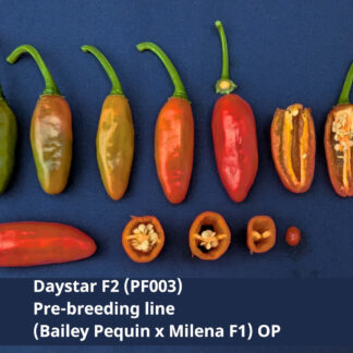 Daystar Line – Bailey Pequin × Milena F2