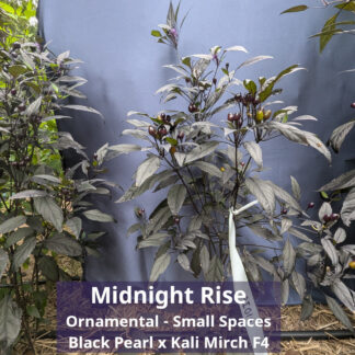Midnight Rise (F4)